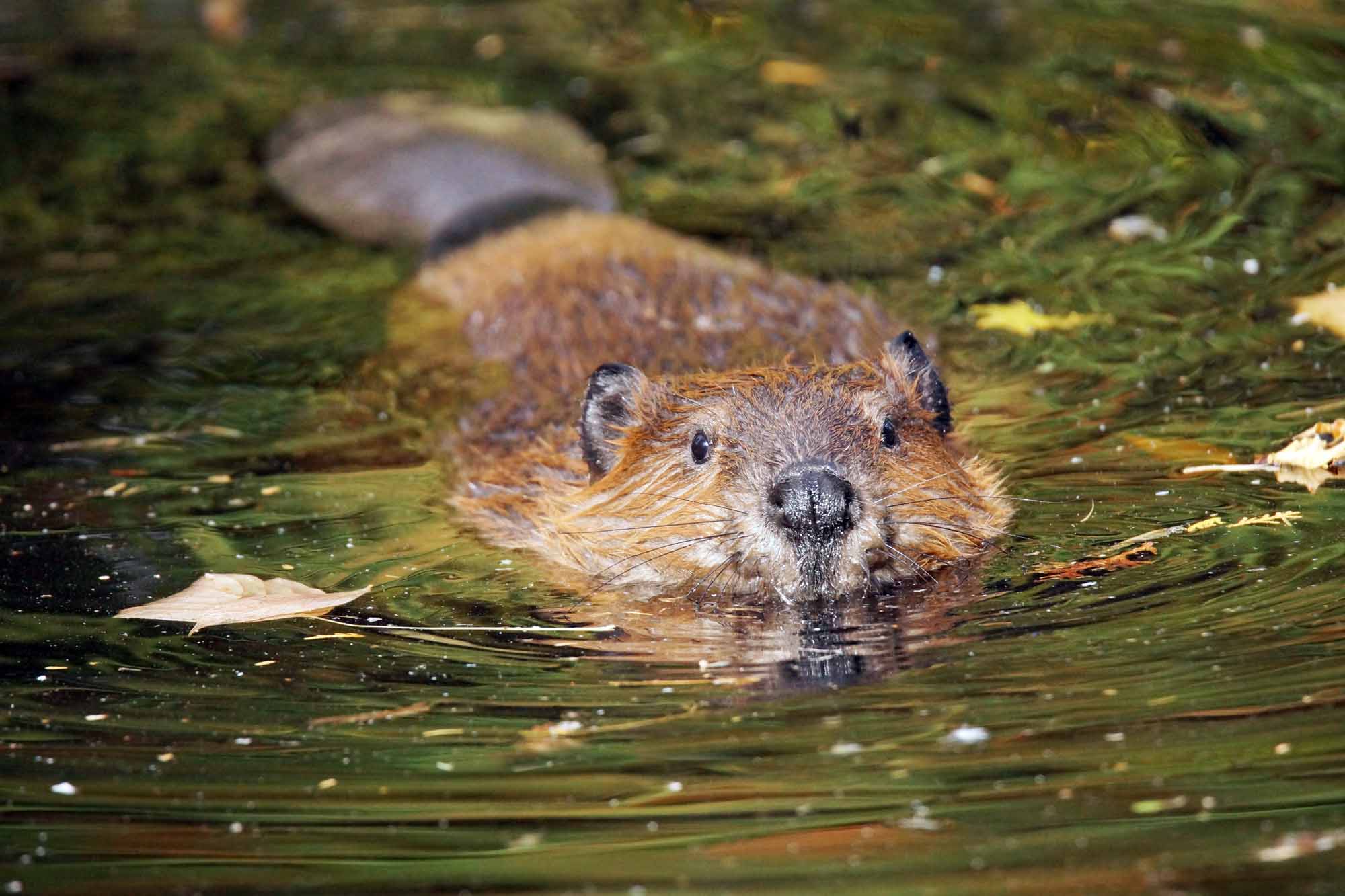 Muskrats, Minks and Mammals, Oh My!